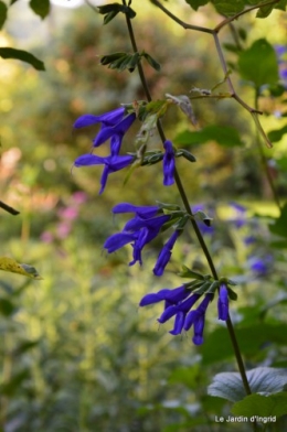 fleurs bleues,hortensia bleu,moi bébé 008.JPG