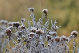 vieilles photos,givre,dentelles 101.JPG