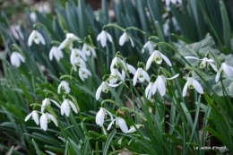 Givre,dentelles,helebores,crocus 059.JPG