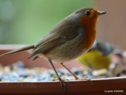 Tarins,oiseaux,persistants 014.jpg