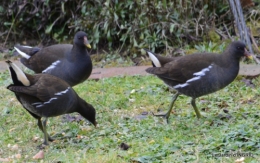 les oiseaux,les poules d'eau 151.JPG