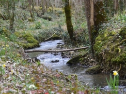 les jonquilles des bois 031.jpg