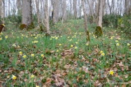 jonquilles dans les bois 046.JPG