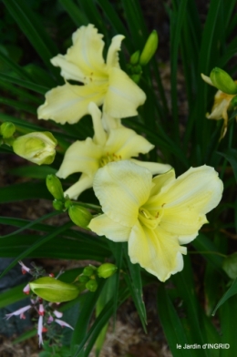 jardin,chez Bernadette,puces,cygnes,pluie 118.JPG