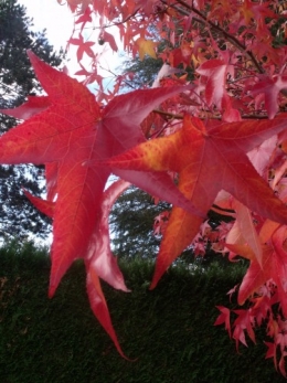 magasin,expo Bordeaux,jardin automne 059.JPG