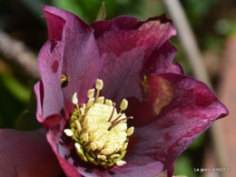 jonquilles