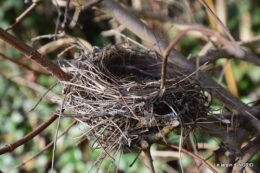 chatons,fleurettes,perce-neiges,bouquet tulipes,oiseaux 002.JPG