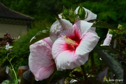 pluviomètre,hibiscus,jardin,coucher de soleil 025.JPG