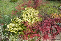 fin de l'automne,Lalinde,bouquet de l'avent 100.JPG