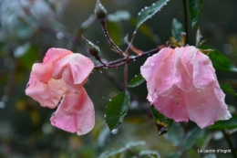 les tons roses,choux frisés,automne 037.JPG