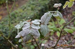 bourdon,givre,le chat 017.JPG