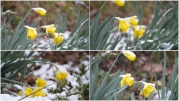 2013-02-28 givre,primevère bleue,jonquilles,nichoirs.jpg