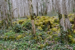 les jonquilles des bois 043.jpg