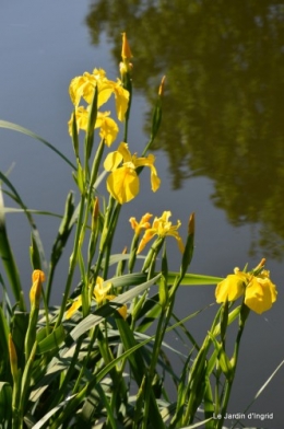 canal,iris,marguerite,ancolies,brocante Beaumont,oeufs de Paques 014.JPG