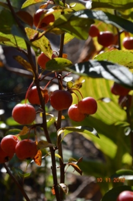 petit érable,le canal et lejardin àl'automne 032.JPG