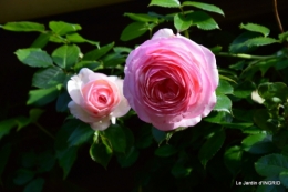 Cadouin,ancolies,roses,pollen,osier,photos Fabien,coquelicots 093.JPG