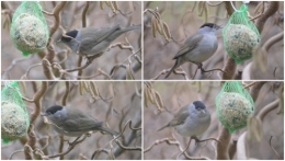 2013-02-24 les oiseaux sur terrasse.jpg