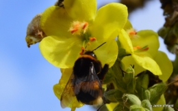 automne jardin,la rue,abeilles,les p filles 009.JPG