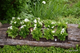 rosiers,fleurs blanches,pollen,magasin 082.JPG