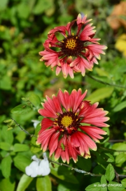 jardin,papillons,Cadouin,légumes,Sophie, 090.JPG