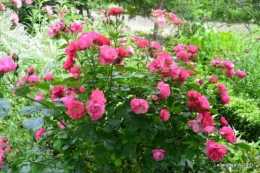 les roses au jardin 026.JPG