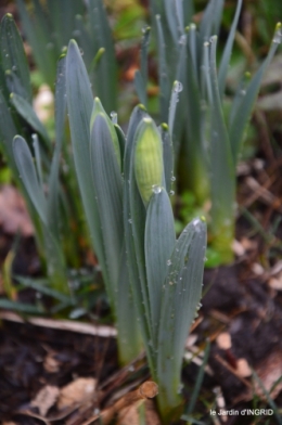 premières fleurs février,la pluie,la fauvette,hélébores 080.JPG