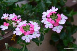 jardin,les filles,gerbera,Lalinde 062.JPG