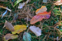 dernières automne,givre,chat 072.JPG