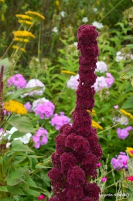 tour de France,jardinde Mme Peyrichou 008.JPG