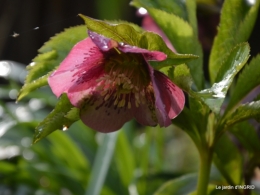 paillage,primevères,jonquilles,jardin 020.JPG