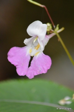 coeur des fleurs,papillons,libellules 194.JPG