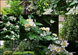 2015-05-16 maison,jardin Bernadette,et jardin Claudine1.jpg