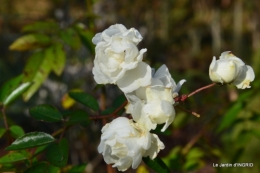 taille,arbustes,poinsettia,décos 059.JPG
