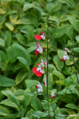 jardin,chez Bernadette,puces,cygnes,pluie 179.JPG