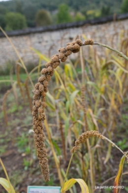 cornouiller,Limeuil,Campagne, 240.JPG