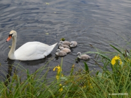 bébés cygnes,iris,clématite 017.JPG