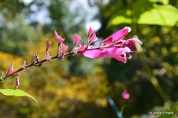 jardin octobre 023.JPG