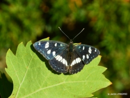 jardin en septembre,les cygnes 061.JPG