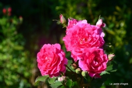jardin en mai 343.JPG