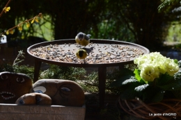 vue sur la terrasse,crocus,oiseaux, 056.JPG