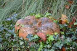 couleurs d'automne,bouquet,lune 107.JPG