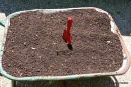 potager,chenille,pour le 18 juin,tour du jardin 094.JPG