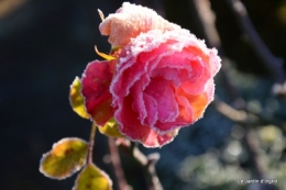 givre,maison,oiseaux 020.JPG