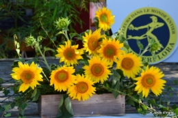 tournesols,podium,Lucas,jardin,Calès 049.JPG