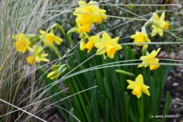 grues ,jonquilles,violettes,Nikky 034.JPG