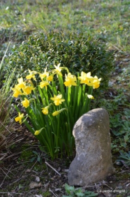 travaux,brocante,abeilles,jonquilles,prunus,mimosa 101.JPG