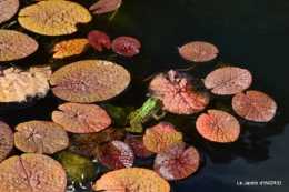 les jardins d'eau de Carsac 158.JPG