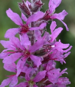 lythrum-salicaria-2.jpg