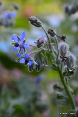 fleurs bleues,hortensia bleu,moi bébé 026.JPG