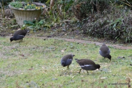 les oiseaux,les poules d'eau 163.JPG